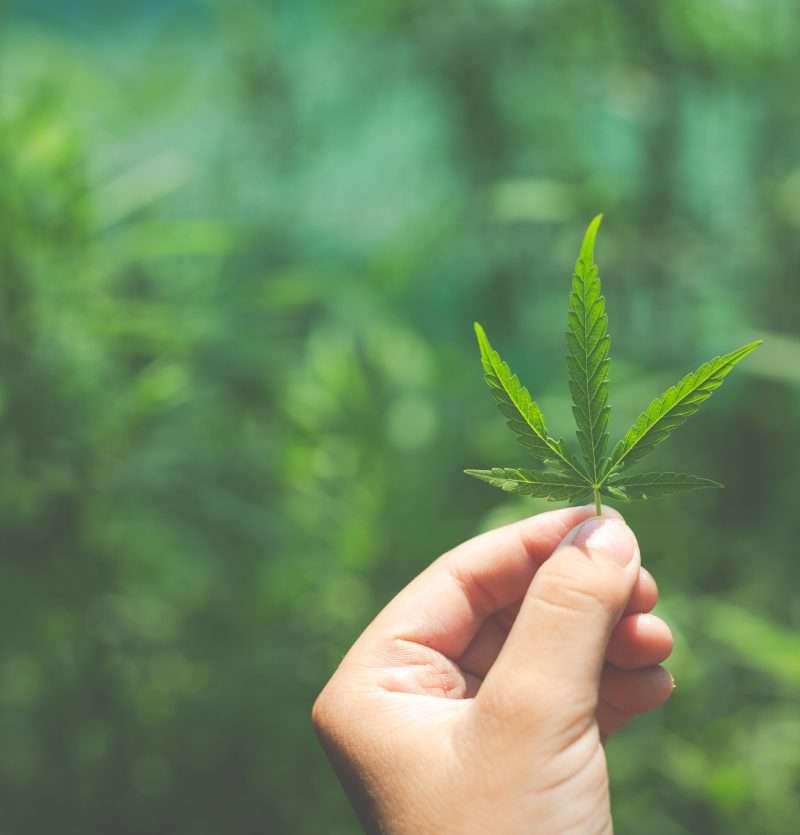 marijuana leaves in hand