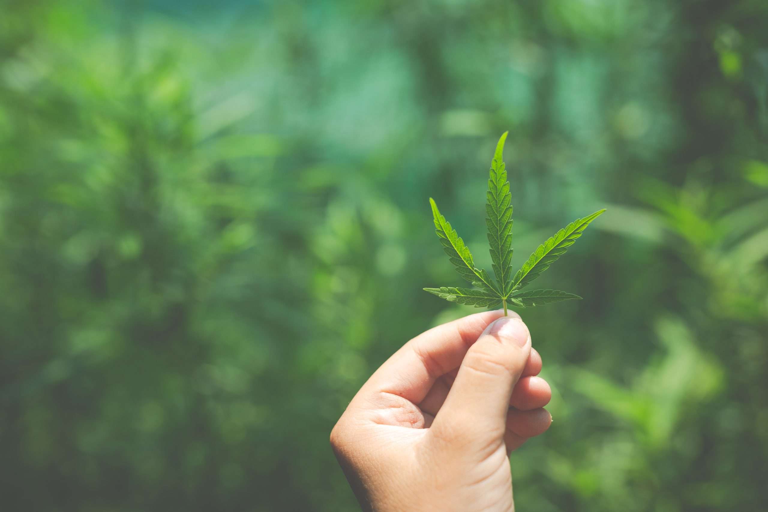 marijuana leaves in hand