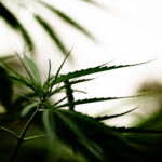 Memorial Day Reflections Supporting Our Cannabis Community