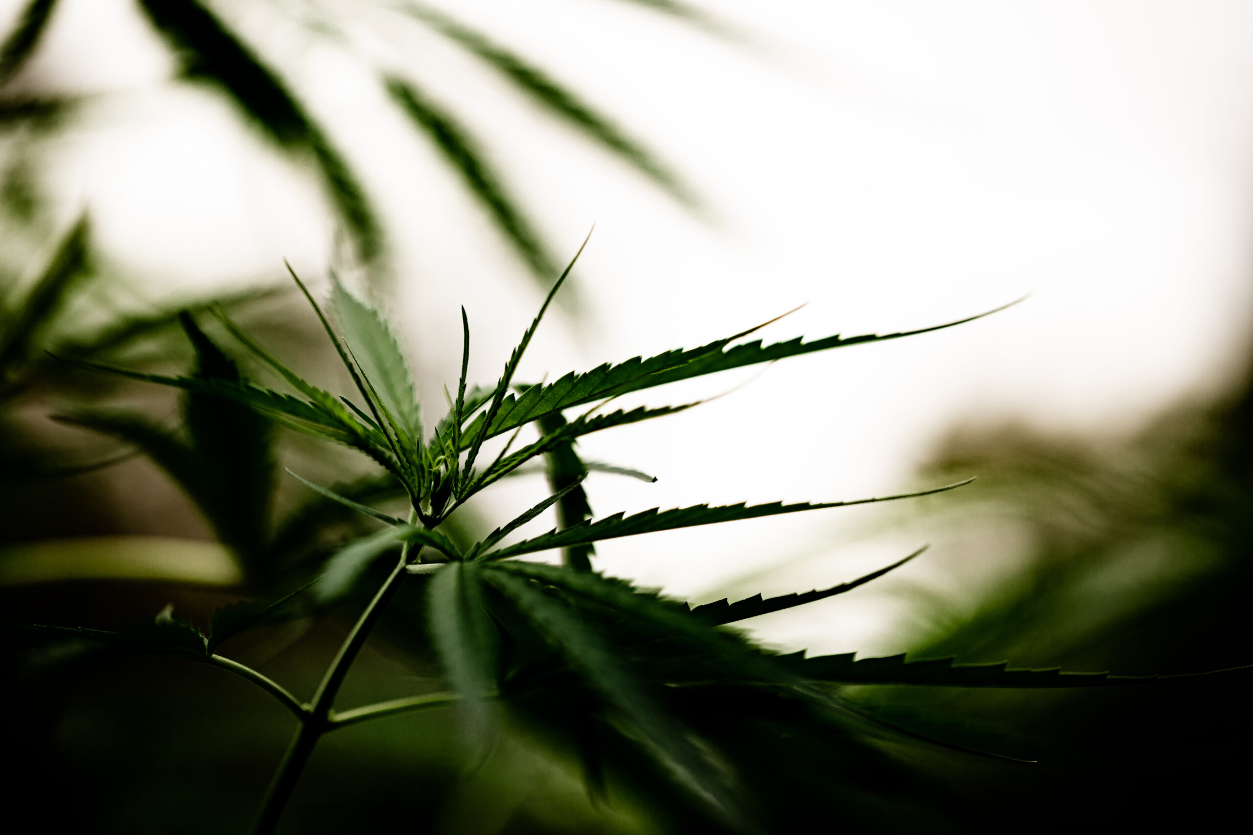 Memorial Day Reflections Supporting Our Cannabis Community