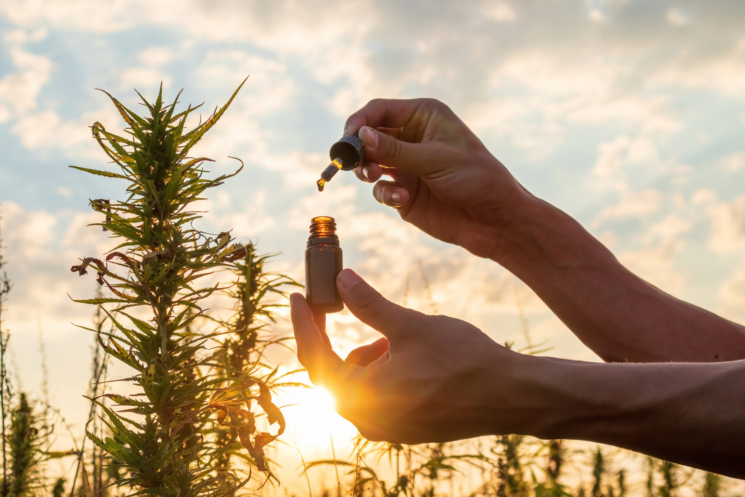 Top 5 Summer Cannabis Picks from The New Amsterdam