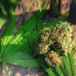 Indica vs Sativa vs Hybrid