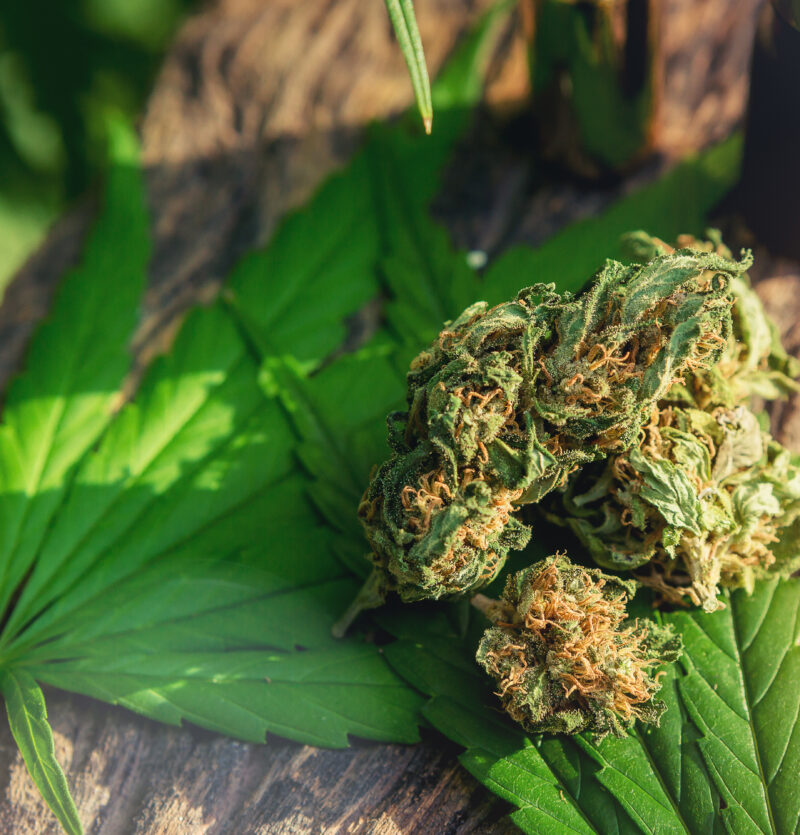Indica vs Sativa vs Hybrid