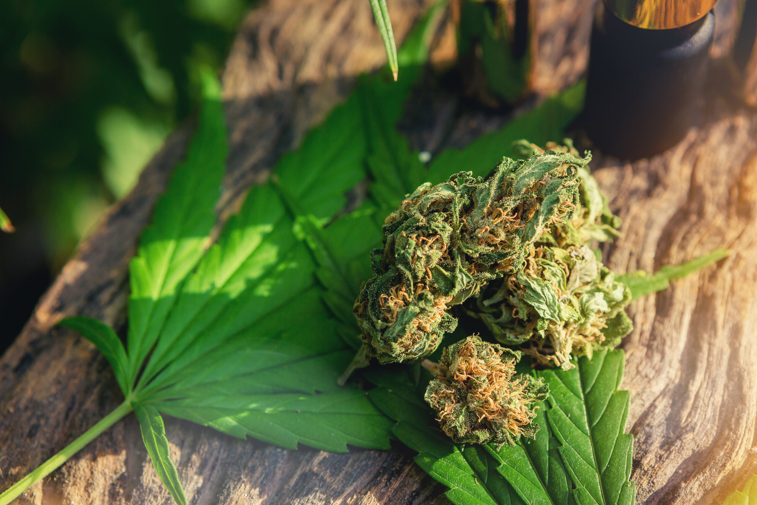Indica vs Sativa vs Hybrid